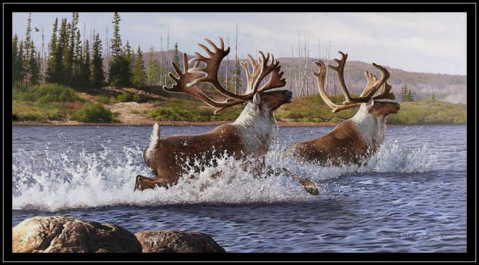 Two bull caribous crossing river