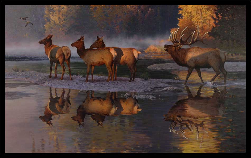 Bugling bull elk with cows in fall stream