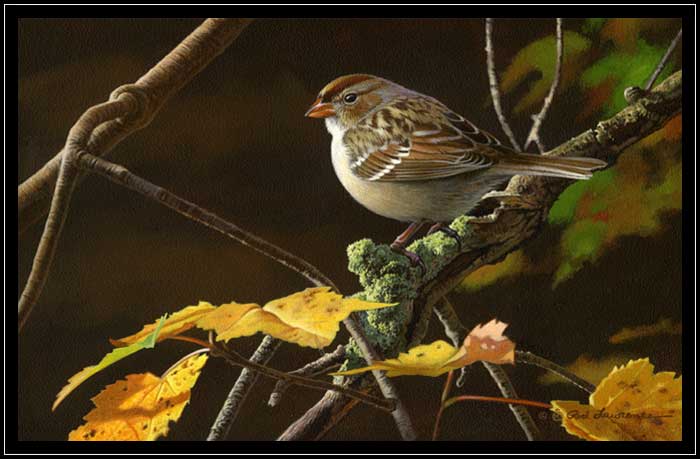 Sparrow on branch with fall leaves