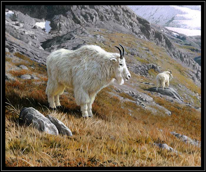 Pair of mountain goats in Alaska