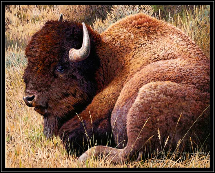 American buffalo at rest