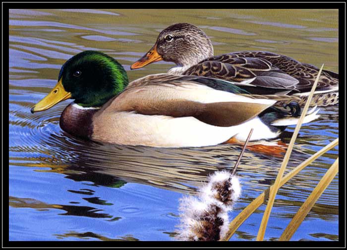 A pair of mallard ducks swimming