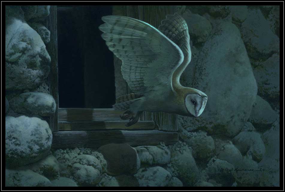 Barn owl flying at night