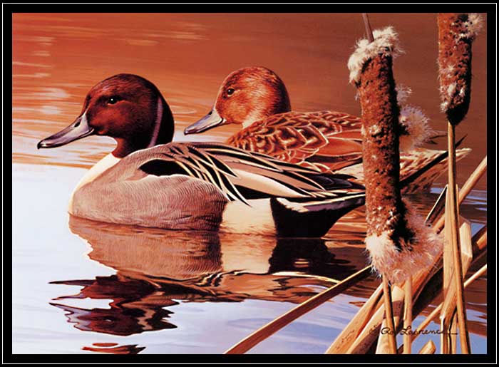 Pair of pintail ducks swimming with cattails