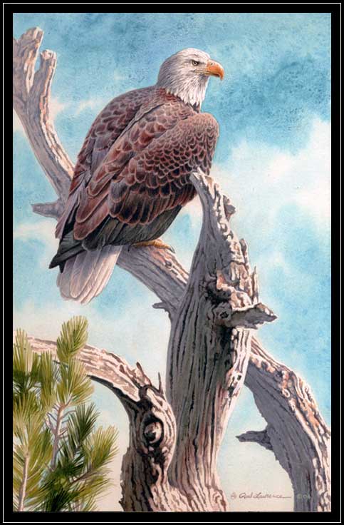 Bald eagle on pine branch