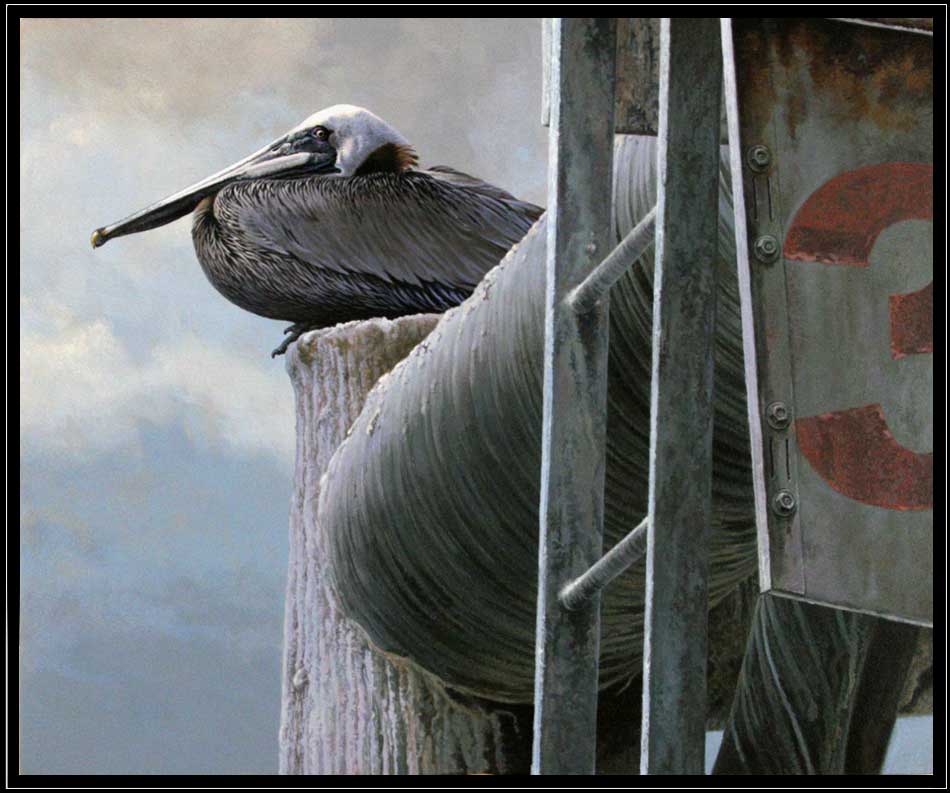 Brown pelican resting on rusty rig