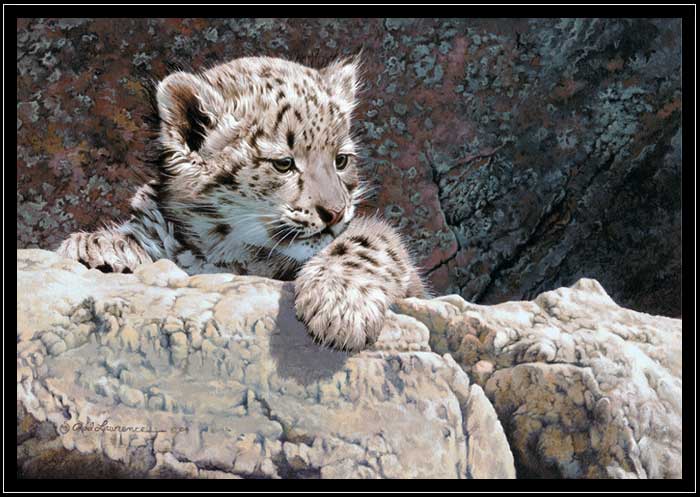 Snow leopard cub on rocks