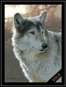 Back Light - wolf portrait
