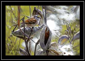 Field Fluff - sparrow