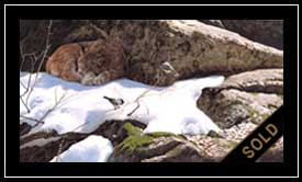 Cat Nap - lynx and chickadees
