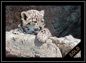 Sun Spot - baby snow leopard