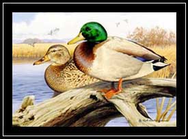 2000 Michigan Duck Stamp